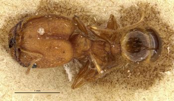 Media type: image;   Entomology 36072 Aspect: habitus dorsal view